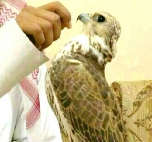 عاشق لشعر والمقناص