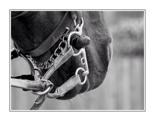 We are an online secondhand tack shop, aiming to provide the equestrian community with good quality & affordable used tack, updated daily.