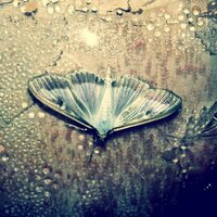 pepenitsa (@hajdeg) Twitter profile photo