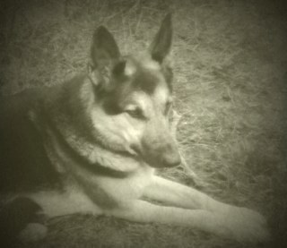 t_nuc's profile picture. Constitutional Conservative, not left or right but reasonable, freedom is not free, love America as a republic