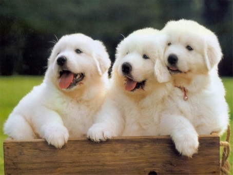 sharing Christ - Loving people - Helping - Caring -Understanding - Forgiving. Thanks for followed. God bless☺♥