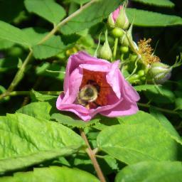 CytoplasmicFun's profile picture. I don't know what I'm doing on this platform ✨ 🌈