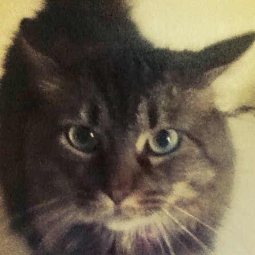 Im a cat meow meow. I am the one who controls my human meow meow.