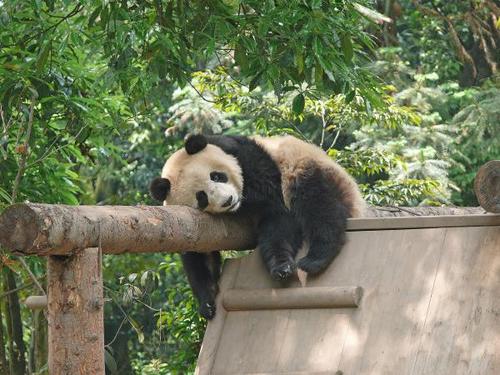 toki0219bb's profile picture. 