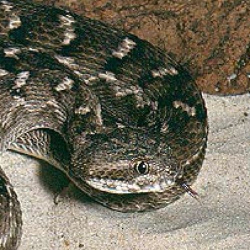 Echis_carinatu's profile picture. カーペットバイパーだよ。よろしくね。