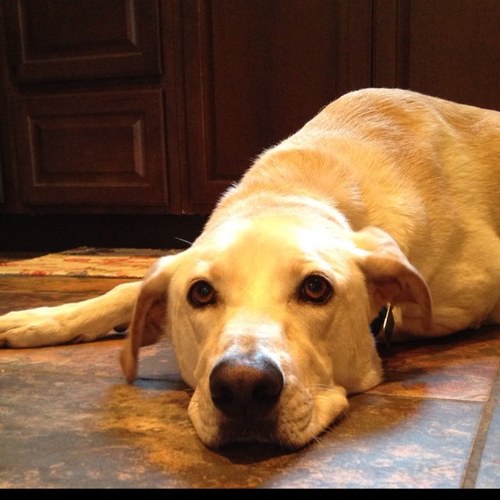 smididdy's profile picture. 