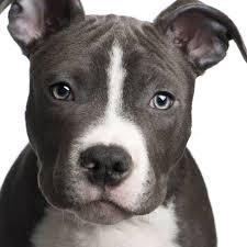 I like pittbull bogs