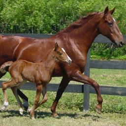 The Showcase for Florida's Horse Industry - 
Tourist Brochures, Shows, Events  and Business Directory