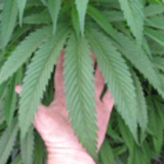 Medical Marijuana Dispensaries are sometimes hard to find. Finding a safe place to procure your medicine is paramount to getting well or feeling better.