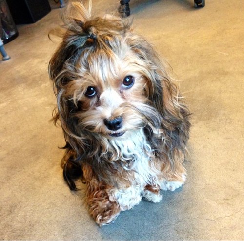 Pepper Dog (@Wee_Man_Pepper) | Twitter