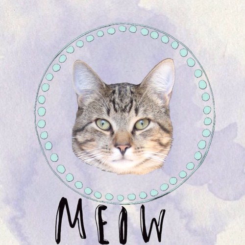 Life_ofacat's profile picture. My journey through clean eating