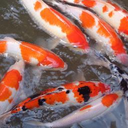 pembudidaya ikan, pembudidaya koi, cp : 085231987093