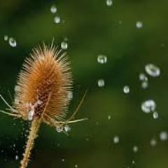 NormaBarness's profile picture. Loan officer