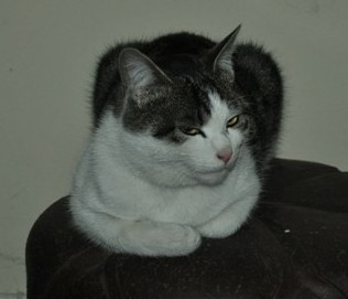 横眉冷对千夫指，俯首甘为家肥猫