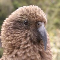 angrysunbird(@angrysunbird) 's Twitter Profile Photo