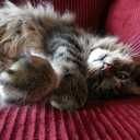 Perry Daugherty - @pvdaugherty - Twitter