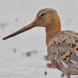 A virtual Group supporting ringing in your historic County for @__COO. Conserving species and their habitat through scientific study.