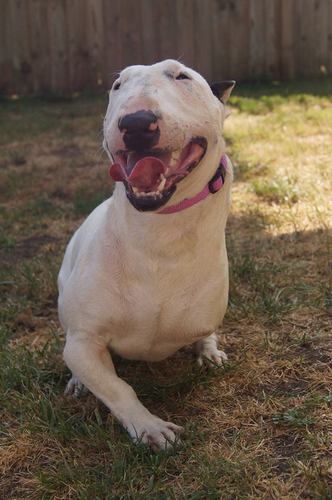 EBTdognanny's profile picture. kennel owner with a difference caring for special EBT'S with oodles of love and founder of bedsforbullies rescue