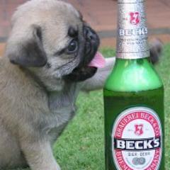 ReportedlyDog's profile picture. Doing shots. Reportedly.