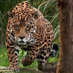 debrabur's profile picture. Reinvent: tr.v. re·in·vent·ed, re·in·vent·ing, re·in·vents. 1. To make over completely. 
With men this is impossible; but with God all things are possible