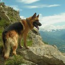 WolfPack - @RexWolfPack - Twitter