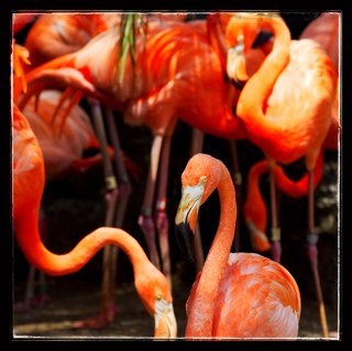 The colorful journey of the first Caribbean #flamingo families to populate Galapagos. Follow the Culpeppers & the Copteruses on their vacation. #inprogress