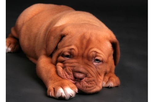 pinacelli's profile picture. Pinacelli