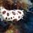 Bardamu_x