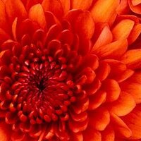 rada ryad (@benahmedahmed1) Twitter profile photo