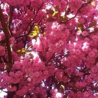 Anne Maloney (@anneandpatrick1) 's Twitter Profile