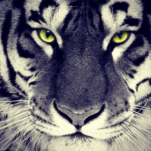 JoshuavanSanten's profile picture. 