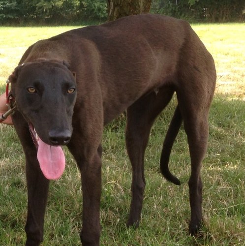 RowdysDunnit's profile picture. Hi im Charlie born in January 2013. Dad and Mum are Aero Majestic x Aero Kilara. When i get older i want to be a racing greyhound.....