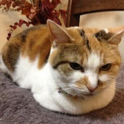 EMURA Tetsuyaのプロフィール写真