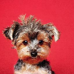 The best dog photos in town.