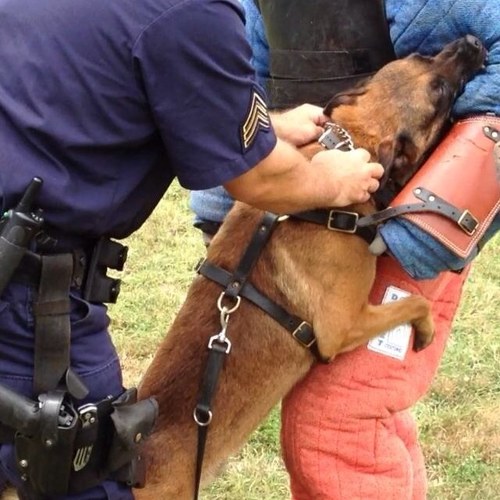 VanMayhem1's profile picture. Breeder, Trainer, Handler and Decoy of only the most elite attack and defense dogs