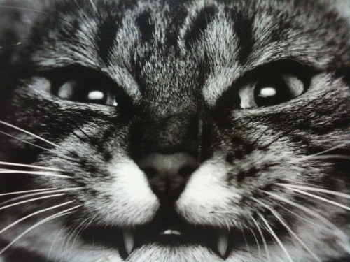 *skips across Twitter, stops waves, blows kisses, flicks the bird, blows a raspberry, says fuck off, skips away again*