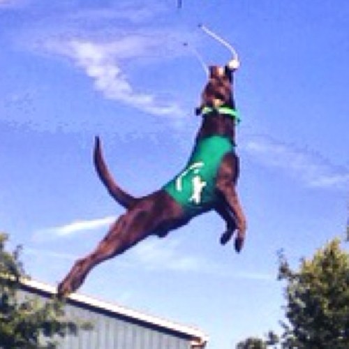 Im a silver lab in my rookie year of dock diving.