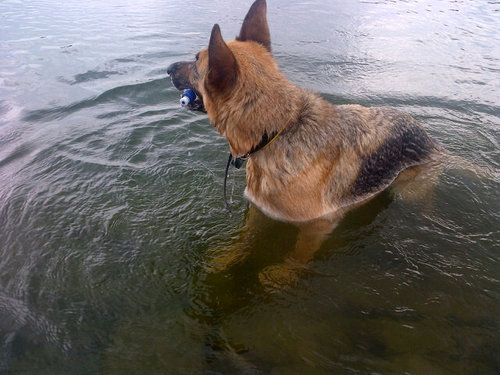 Woof hey I'm @rhiannon_tweets german shep,I will share my daily walks and life,also sharing photo's twitvids and fundraisers,big fan of barrowman's dogsWOOF