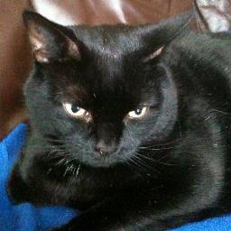 A cuddly feline, easily confused and naturally curious. Always hungry - no such thing as too many biscuits. Hates moths and birds and loud noises.