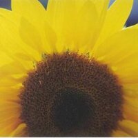 Kimberlie Rens (@kimberlierens) 's Twitter Profile