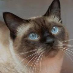 Mujer todo terreno. Madre superlativa. Cantante de Coros. Amante de los fogones. Apasionada de los gatos