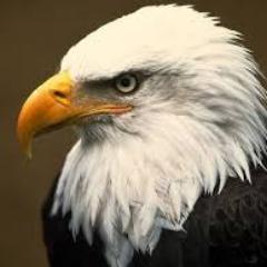 ShelbyOaksES's profile picture. We Soar High!