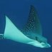 Stingray (@flegstingray) Twitter profile photo