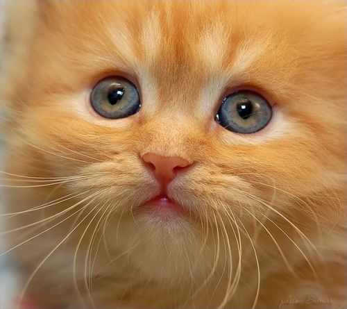 Je suis un Chaton Ordinaire, J'aime les croquettes, et J'aime les citations et les proverbes, Mon Surnom est Lapine car je saute très haut #JeFollowBack