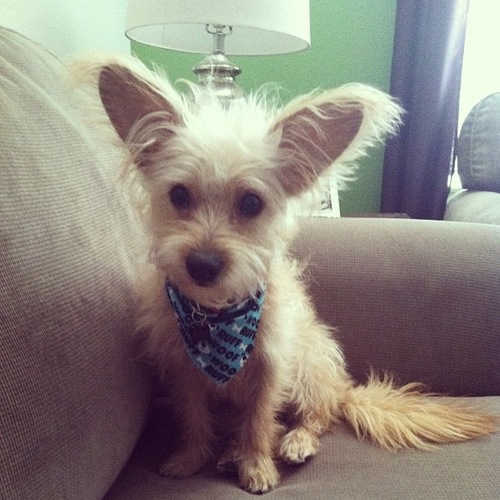 Pint sized bandana lover. Kibble junkie. King of the dog park. 67% fox. I do what I want.