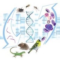 Wildlife Malaria (@malariarcn) Twitter profile photo