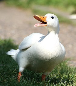 OPSkillShots's profile picture. Whenever a duck comes into sight, I immediately start quacking in an effort to try to communicate to that specimen.