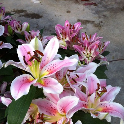 lejingyun's profile picture. 