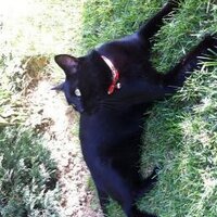Bülent Kılıçkan (@bklckn) Twitter profile photo