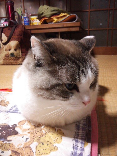 ぬこが好き。スイーツや食事の写真ばかり撮ってる。